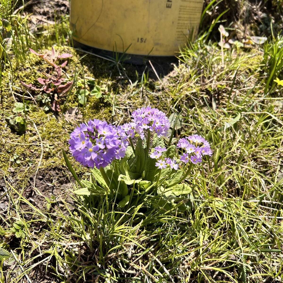 Alpine primula in flower in a Himachal meadow
